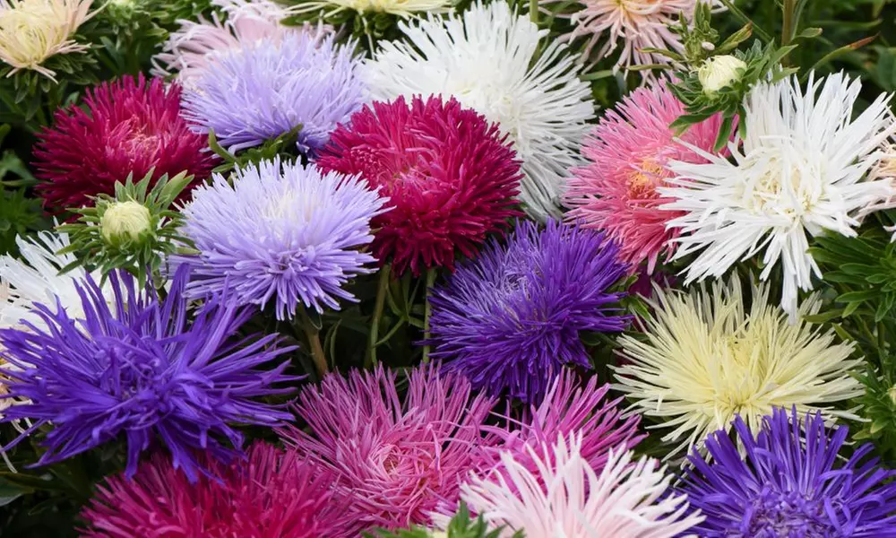 30 or 60 Aster Starlight Mixed Plants - Primary Image