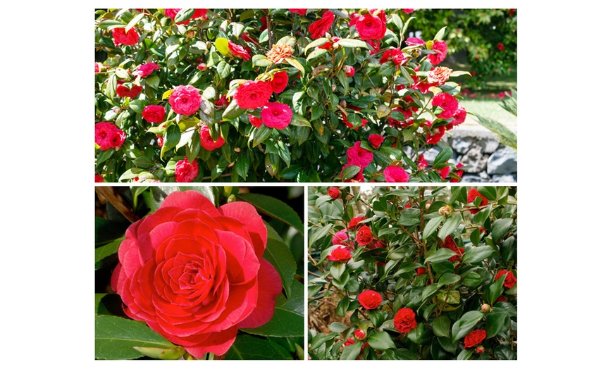 Image 7: 1 ou 2 arbustes de camélia du Japon XL de Gardenzo