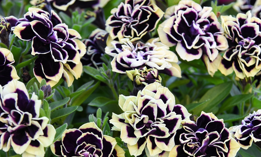 Image 9: Petunia Mystical Midnight Gold - 5 or 10 Plants