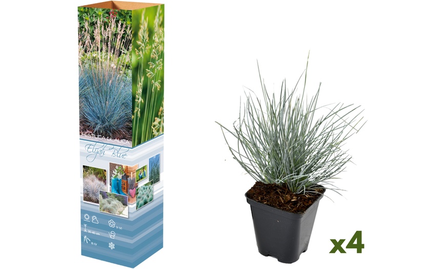 Image 2: 4 o 8 piante di Blauw Schapengras "Festuca glauca Elija Blue"