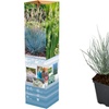 Image 2: 4 o 8 piante di Blauw Schapengras "Festuca glauca Elija Blue"