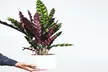 3er-Set Calathea insignis, Philodendron 'Green Princess' und Strelitzia Reginae - Second Medium
