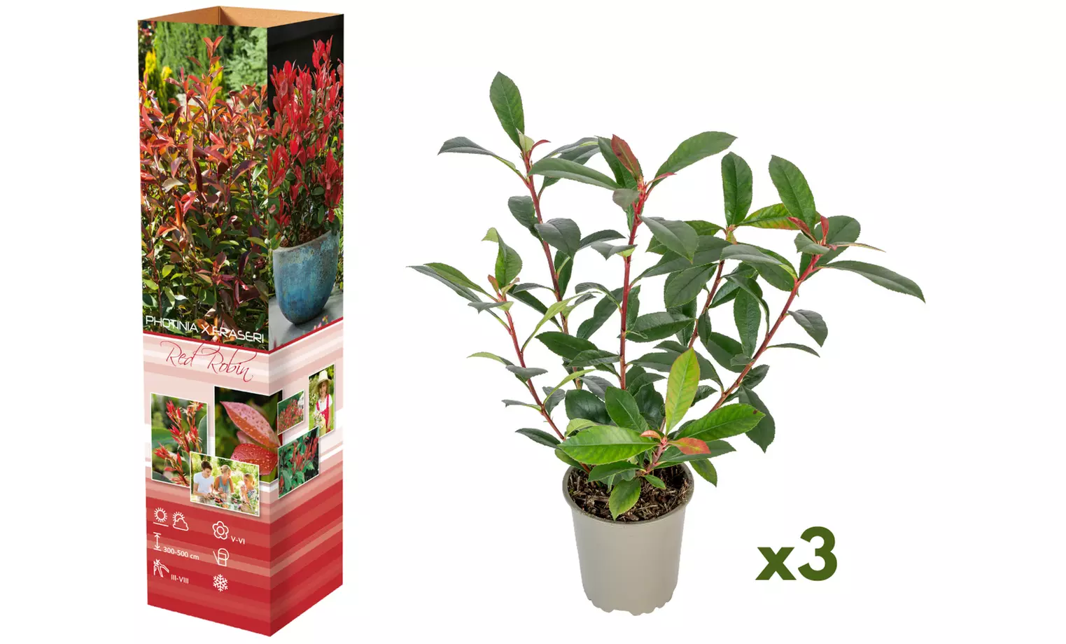 Set van 3 of 6 'Red Robin' mispel planten