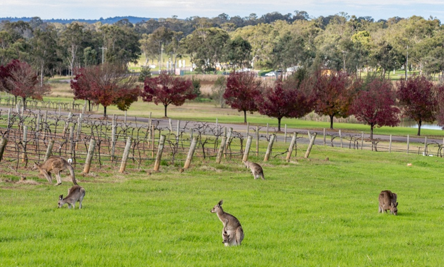 Image 13: Blue Mountains or Hunter Valley Tour: Wildlife, Wine & Scenic Wonders!