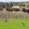 Image 13: Blue Mountains or Hunter Valley Tour: Wildlife, Wine & Scenic Wonders!