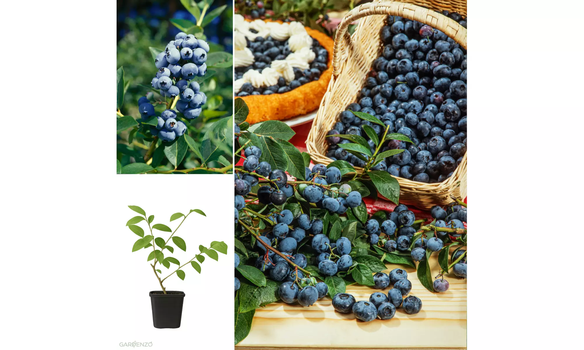 4x oder 8x Blaubeerpflanzen