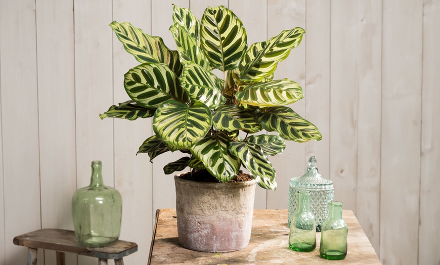 Image 4: Calathea, keuze uit 3 variëteiten