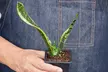 Air Purifying Beauty: The Iconic Snake Plant 'Laurentii' from House Plant Shop with Free Shipping (Up to 15% Off) - Second Medium