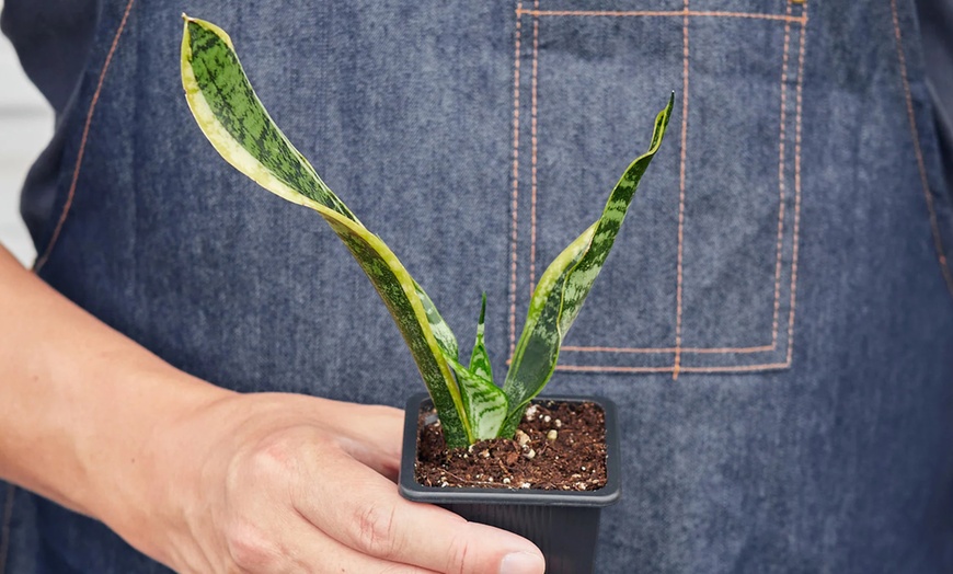 Image 4: Air Purifying Snake Plant 'Laurentii' from House Plant Shop with Free Shipping (Up to 15% Off)