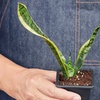 Image 4: Snake Plant 'Laurentii' in 3", 4", and 6" Sizes with Free Shipping (Up to 15% Off)