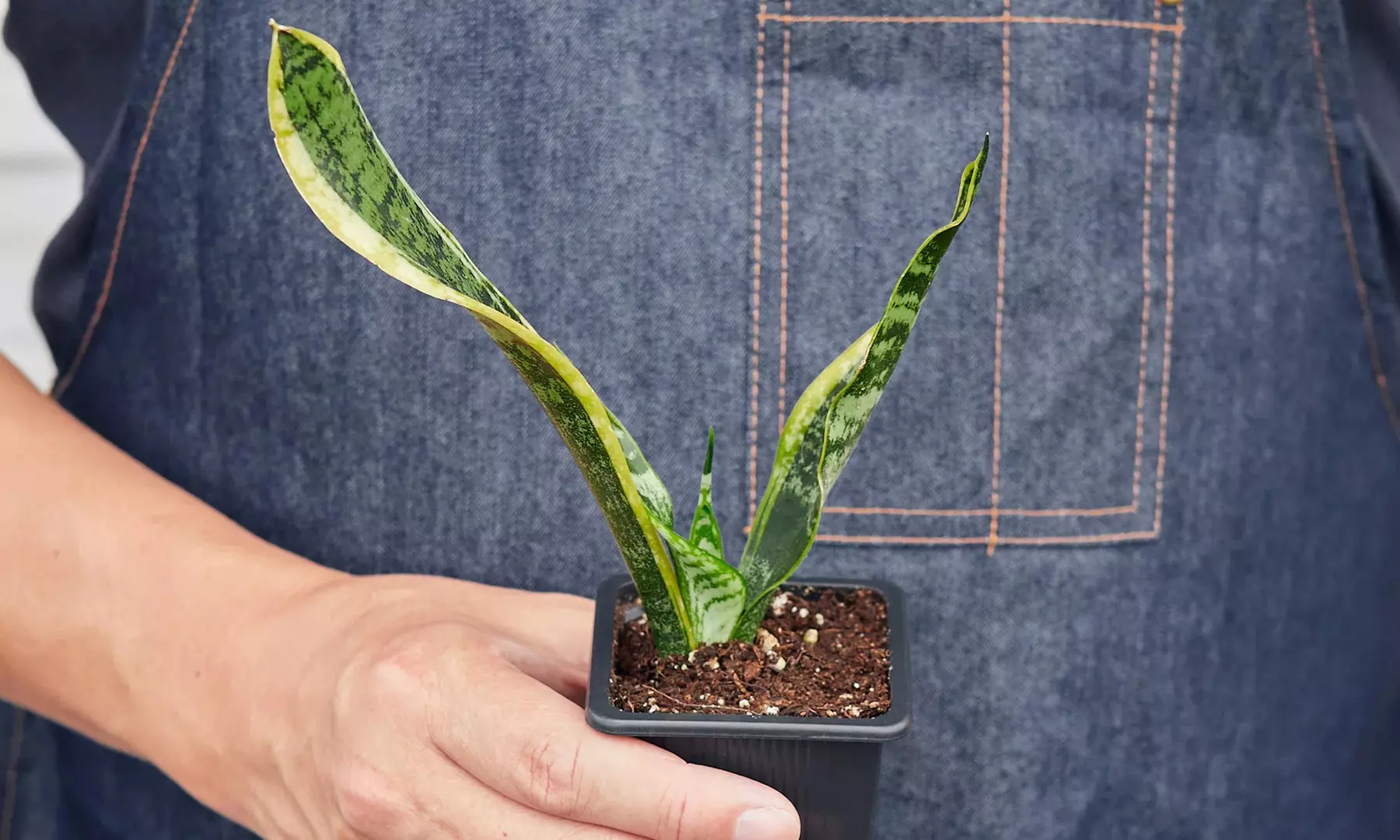 Air Purifying Snake Plant 'Laurentii' from House Plant Shop with Free Shipping (Up to 15% Off)