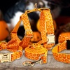 Image 4: Personalisierbares Haustier-Halsband im Halloween-Design