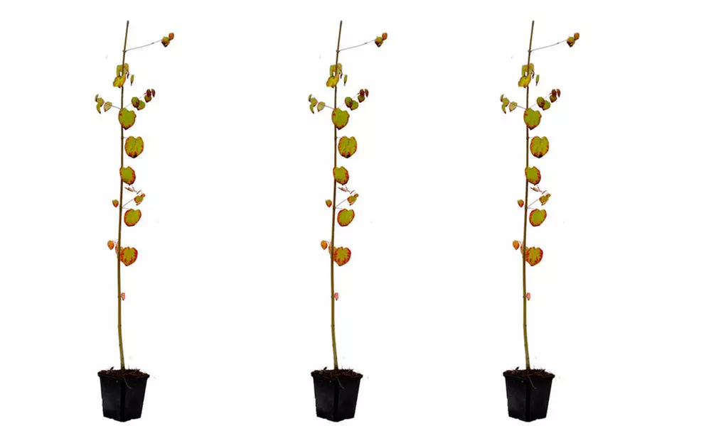 Colour-Changing Katsura Trees