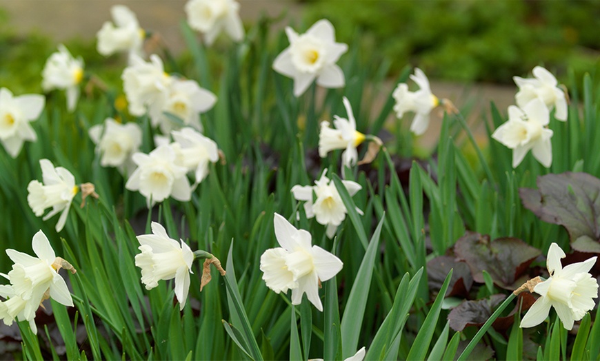 Image 6: Tot 50 Narcissus bloembollen