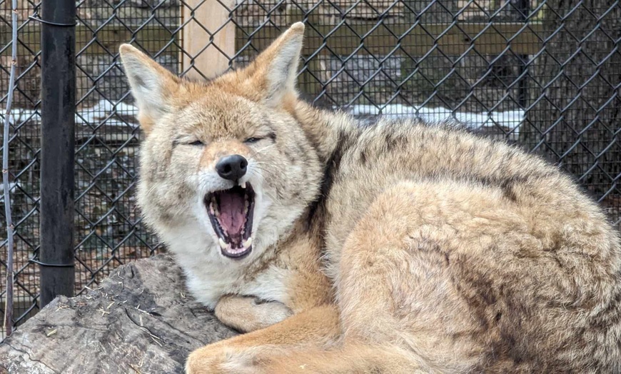 Image 1: Explore Wildlife w/Entry for One, Two or Four Adults to the Cosley Zoo