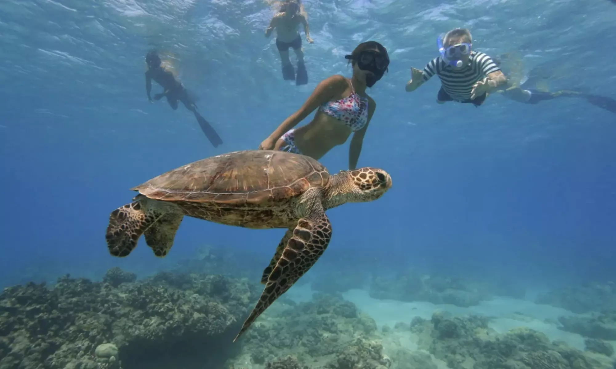 3-Hours Oahu Ocean Adventure w/ Dolphins, Turtles & Water Activities