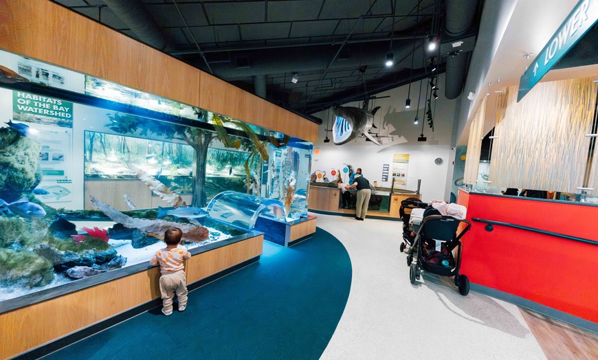 Image 5: Explore Marine Life at Save The Bay's Aquarium – Newport, RI