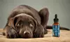 Golden Goat CBD Dog Oil 600MG for Canine Overall Health - Bacon Flavor