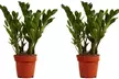 1 o 2 plantas de Zamioculcas (planta ZZ), disponible en 3 alturas (30, 60 o 90 cm) - decorativas y fáciles de cuidar - Second Medium