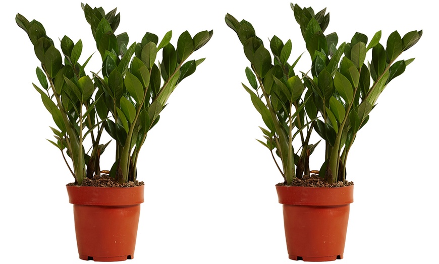 Image 6: 1 o 2 plantas Zamioculcas (planta ZZ) en maceta de tamaño a elegir