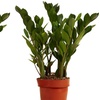 Image 6: 1 o 2 plantas Zamioculcas (planta ZZ) en maceta de tamaño a elegir