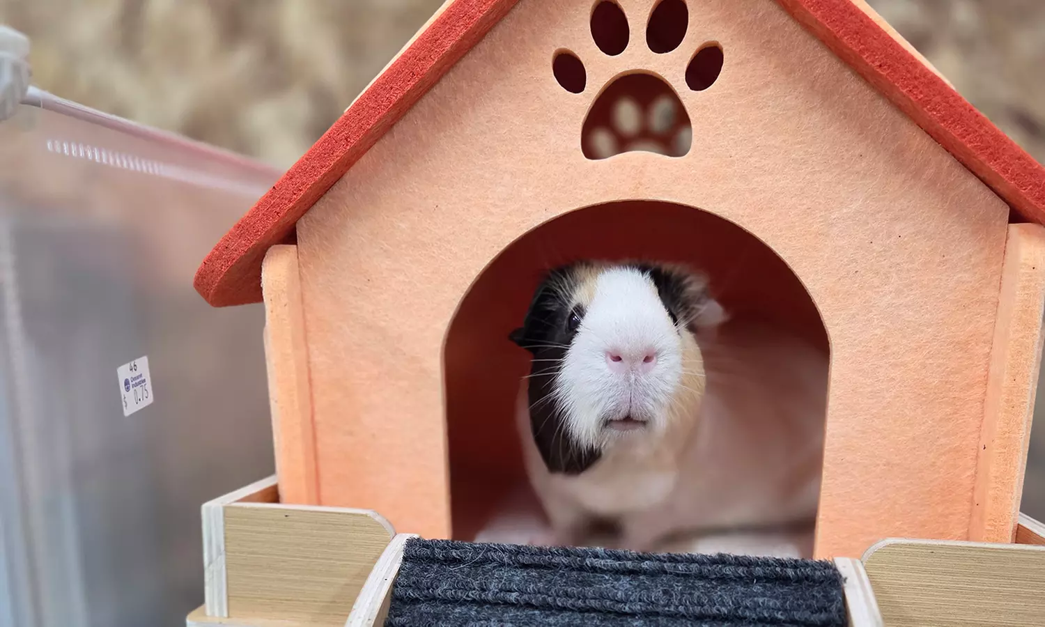 Petting Zoo & Mobile Animal Encounters – Fun for All Ages