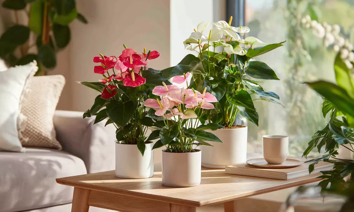 Rootz Flamingoblume (Anthurium)