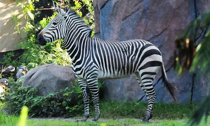 Zoo Visit for Two or Four to the Virginia Zoo (Up to 50% Off) - Second Medium