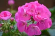 30 or 60 Geranium ‘Jackpot’ Summer Colour Collections - Image 7