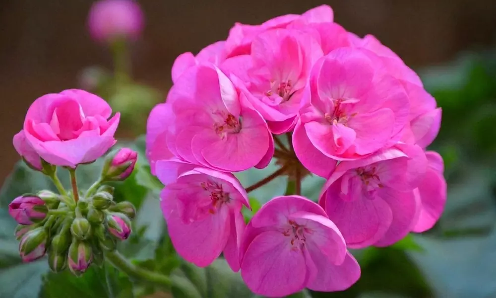 30 or 60 Geranium ‘Jackpot’ Summer Colour Collections