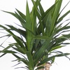 Image 4: Yucca Elephantipes Houseplant Single or Duo Stemmed - 1 or 2 