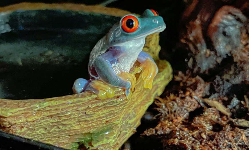 Image 5: Passes to One World Interactive Aquarium in Las Vegas, NV