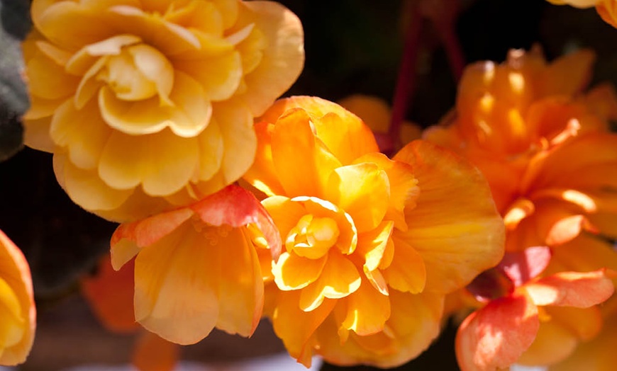 Image 6: Two Preplanted Begonia 'Apricot Fiery Shades' Hanging Baskets