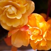 Image 6: Two Preplanted Begonia 'Apricot Fiery Shades' Hanging Baskets