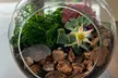 Sunday Sips & Succulents: Craft a Unique Terrarium with Drinks at Fern & Fossil Café (Up to 31% Off) - Second Medium