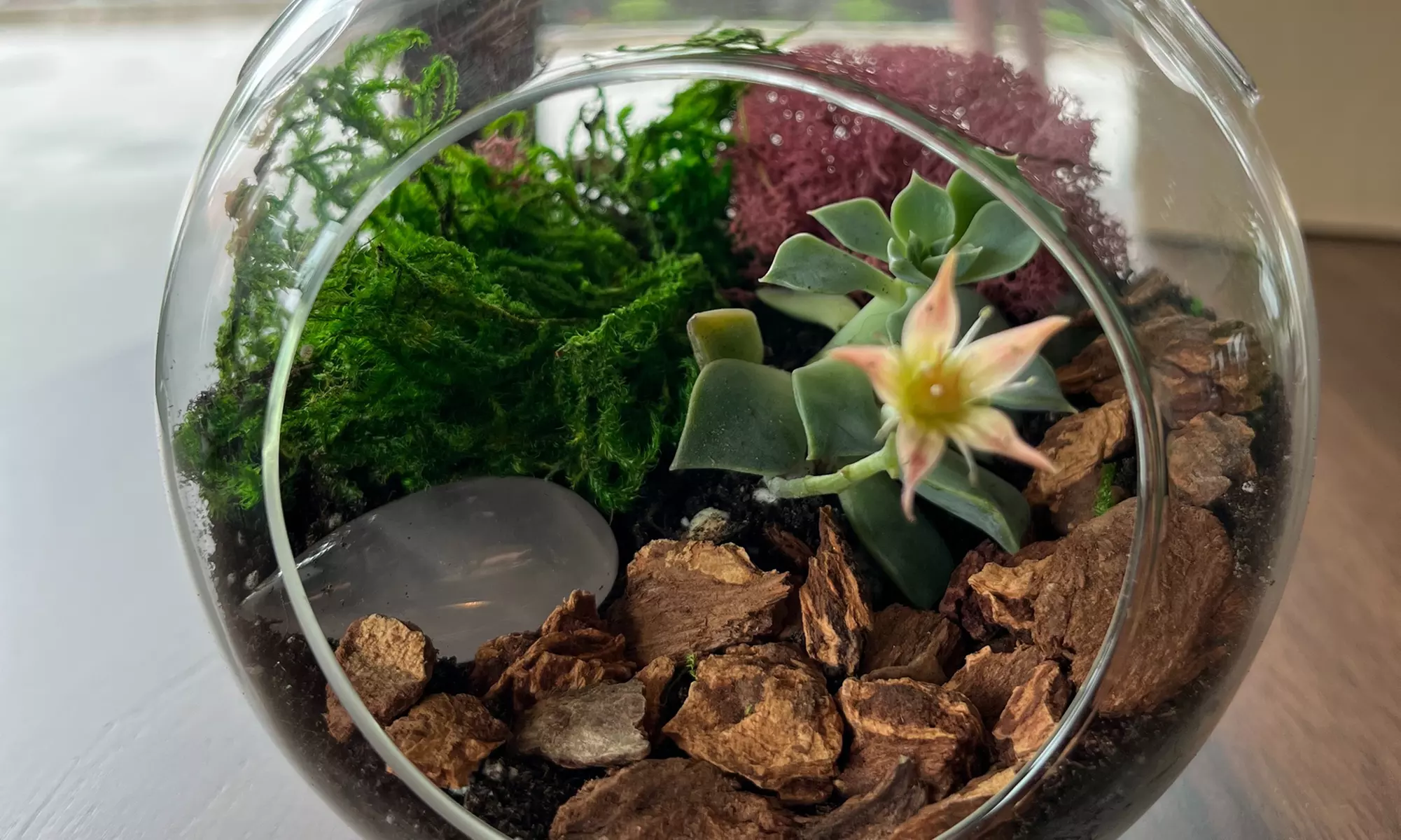 Sunday Sips & Succulents: Craft a Unique Terrarium with Drinks 