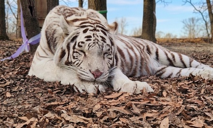 Big Cat Express Tour for Two People [Advance Online Reservation Required] - Animal Park - Burlington, NC