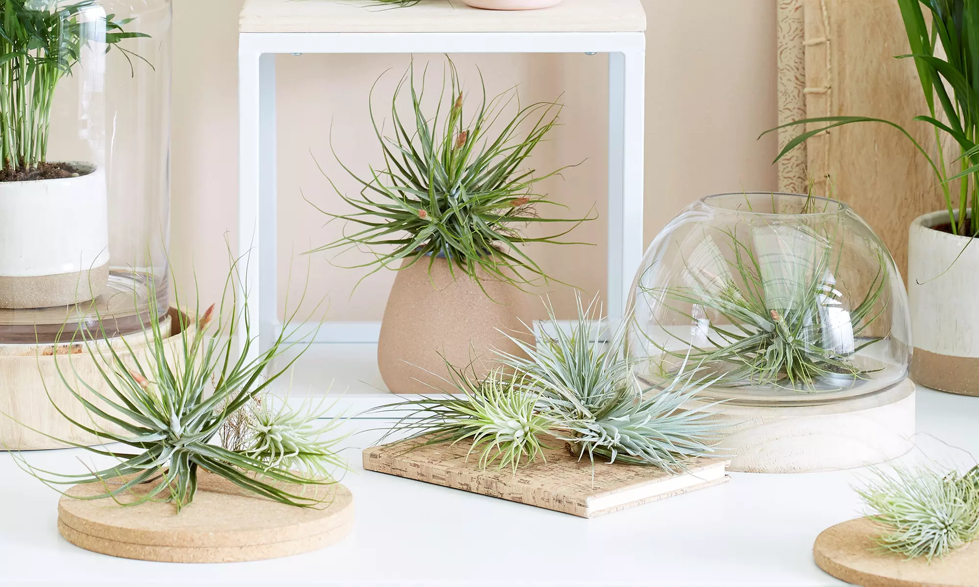 6x oder 12x Tillandsien Luft-Pflanzen, inkl. Versand - Primary Image