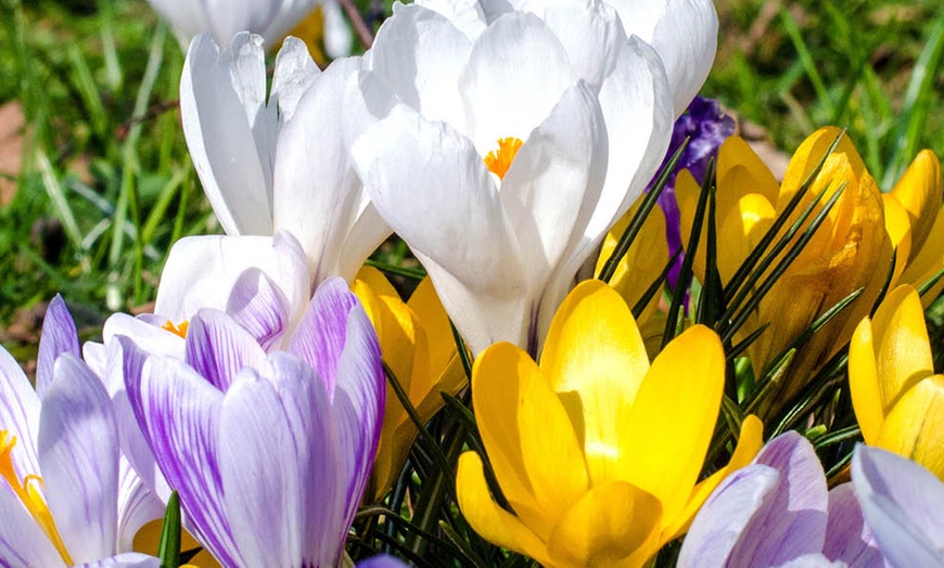 Image 2: 30 or 60 Bulbs of Mixed Species Crocus Spring Flowering Bulbs