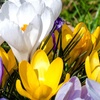 Image 2: 30 or 60 Bulbs of Mixed Species Crocus Spring Flowering Bulbs