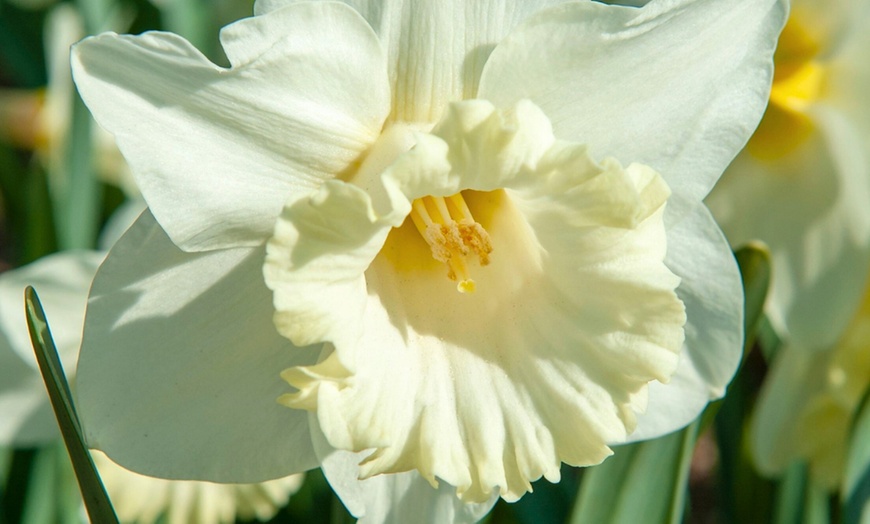 Image 2: Bulbes de narcisses