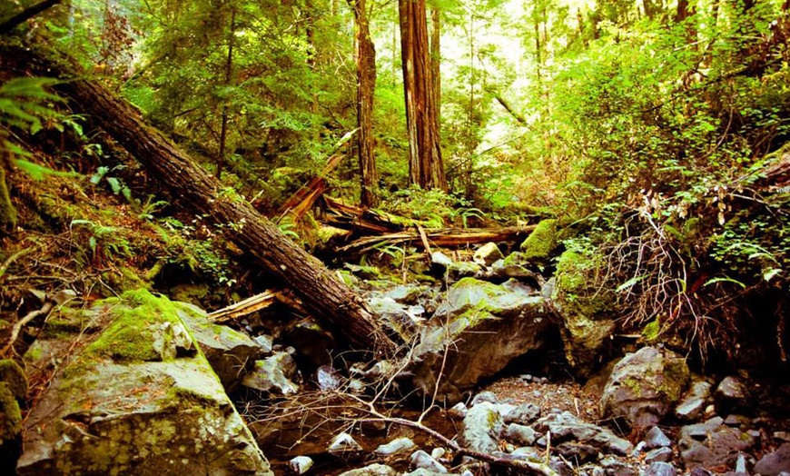 Image 7: Muir Woods & Sausalito Tour – San Francisco Bay Area