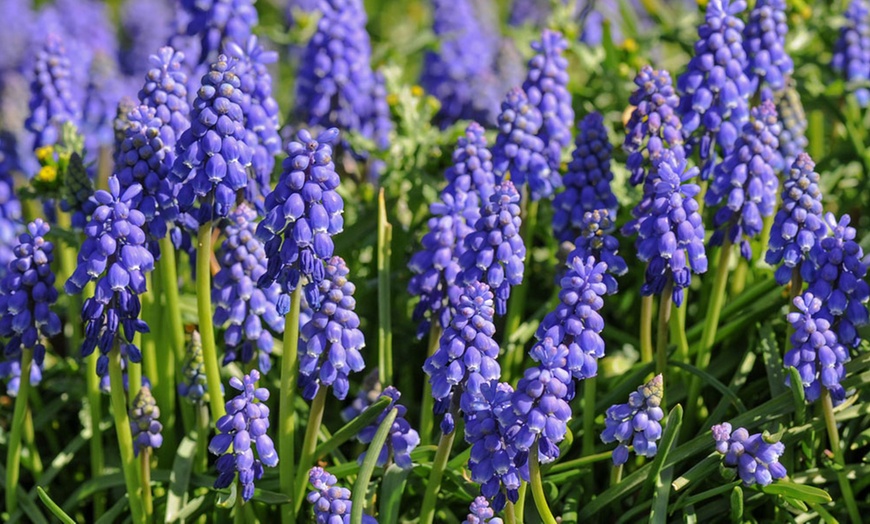 Image 8: Muscari Grape Hyacinth - Pink, Blue and White Spring Bulbs