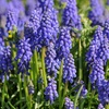 Image 8: Muscari Grape Hyacinth - Pink, Blue and White Spring Bulbs