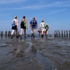 Image 2: Tour durch das Wattenmeer & Natur von Wadlopen-Pieterburen