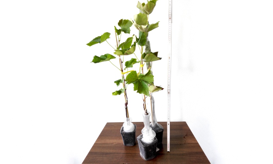 Image 5: Three Seedless Grape Plants Pots