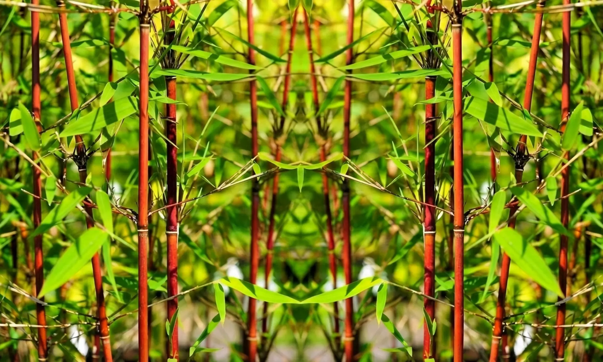 1 o 2 piante Fargesia 'Red Dragon'