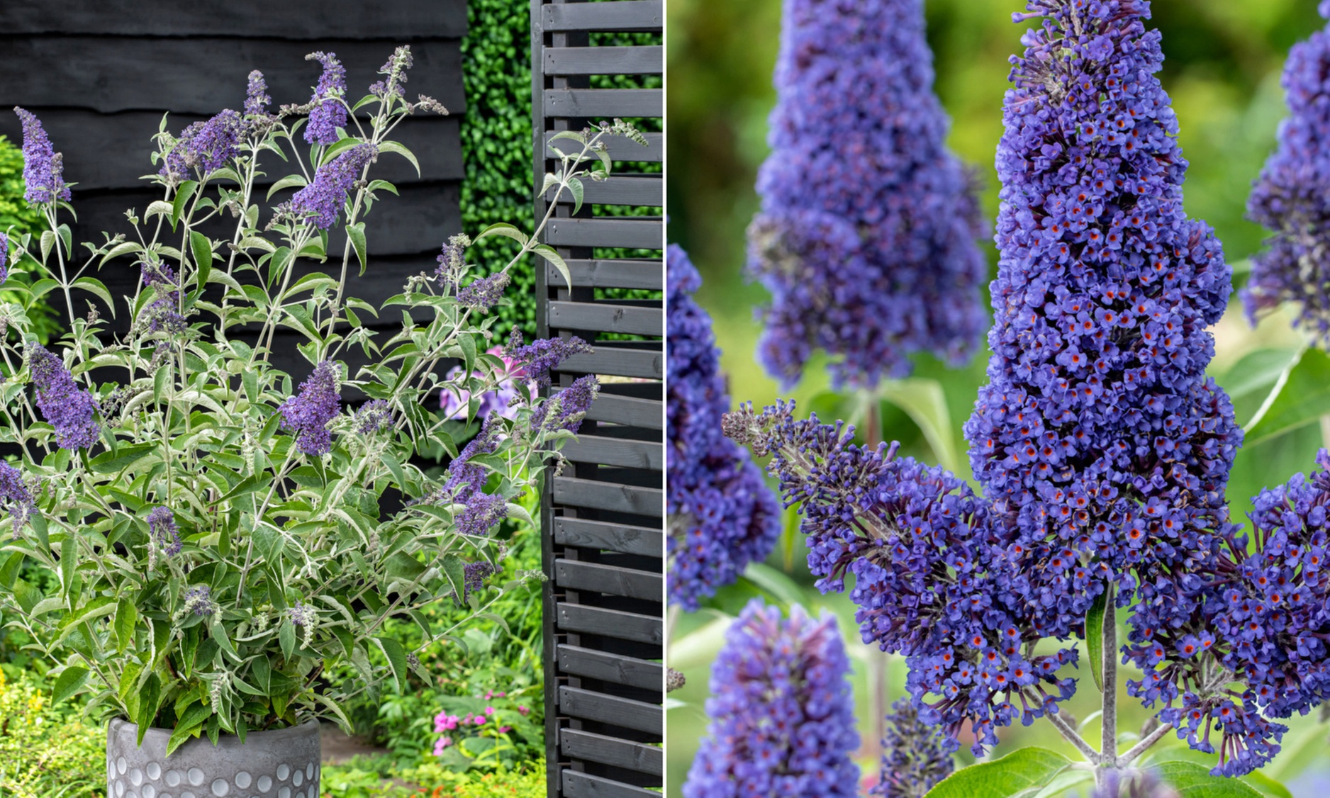 Set van 3 of 6 vlinderstruiken van het