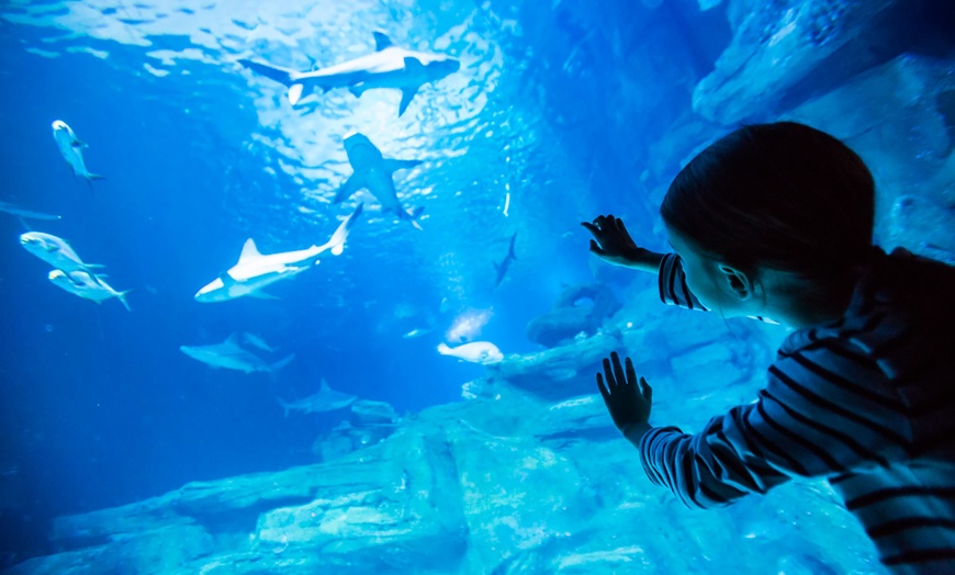 Image 5: Aquarium de Paris : la richesse du monde sous-marin tout l'année