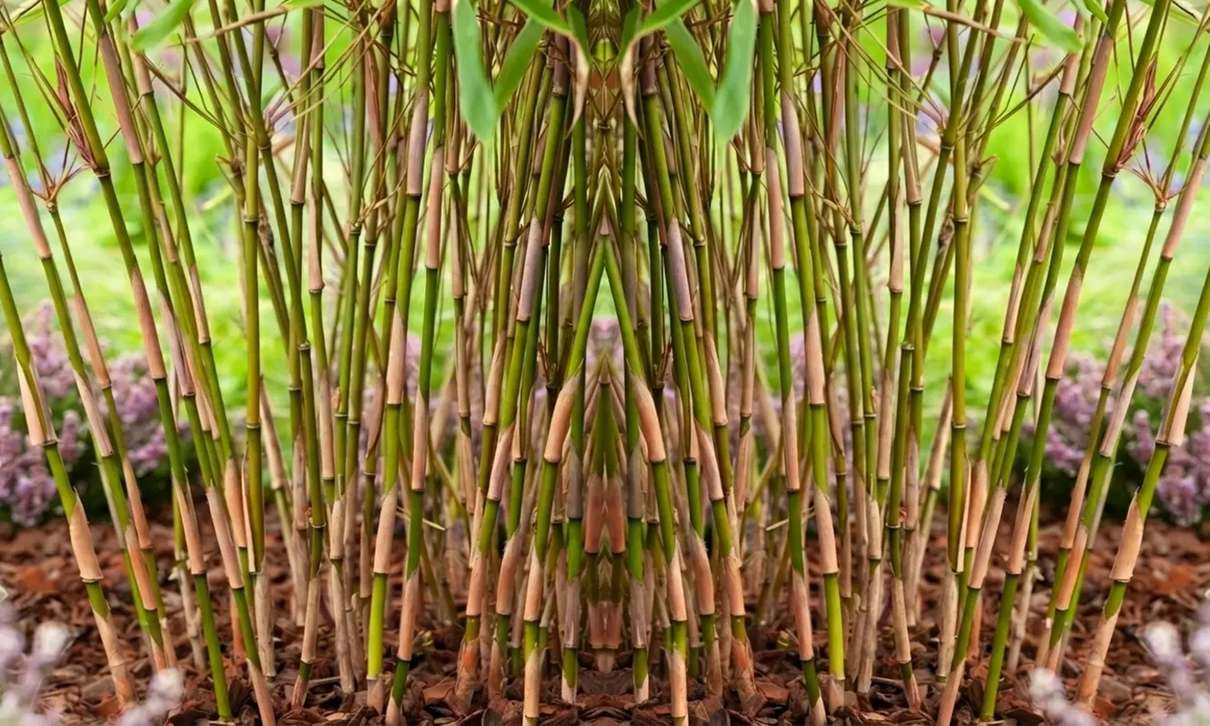 1 o 2 piante Fargesia 'Red Dragon'